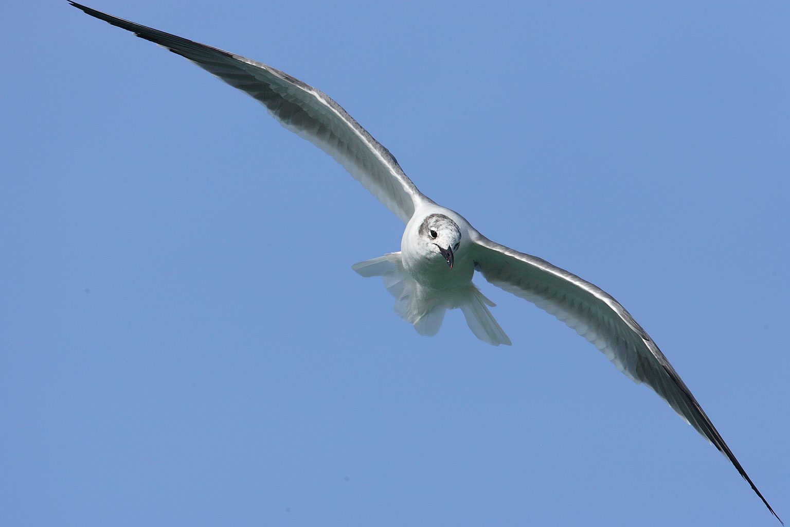 Larus_atricilla