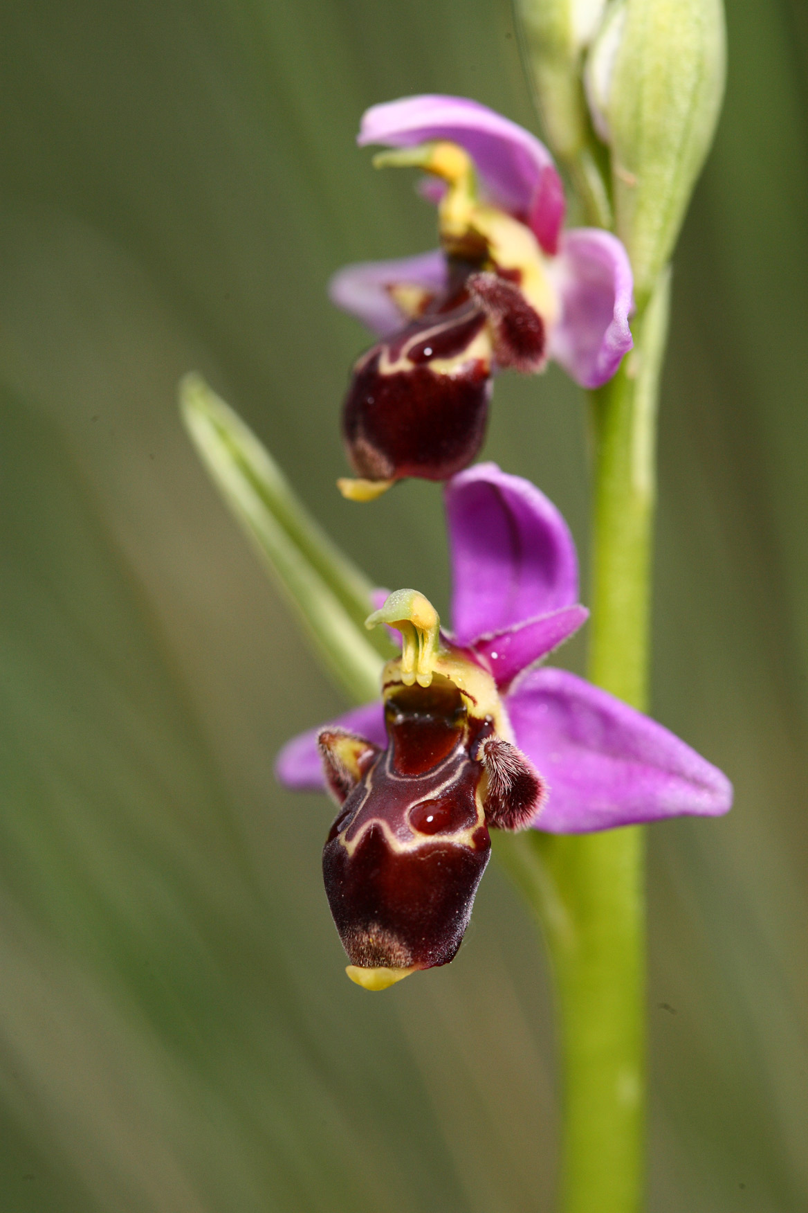 Ophrys-scolopax_p