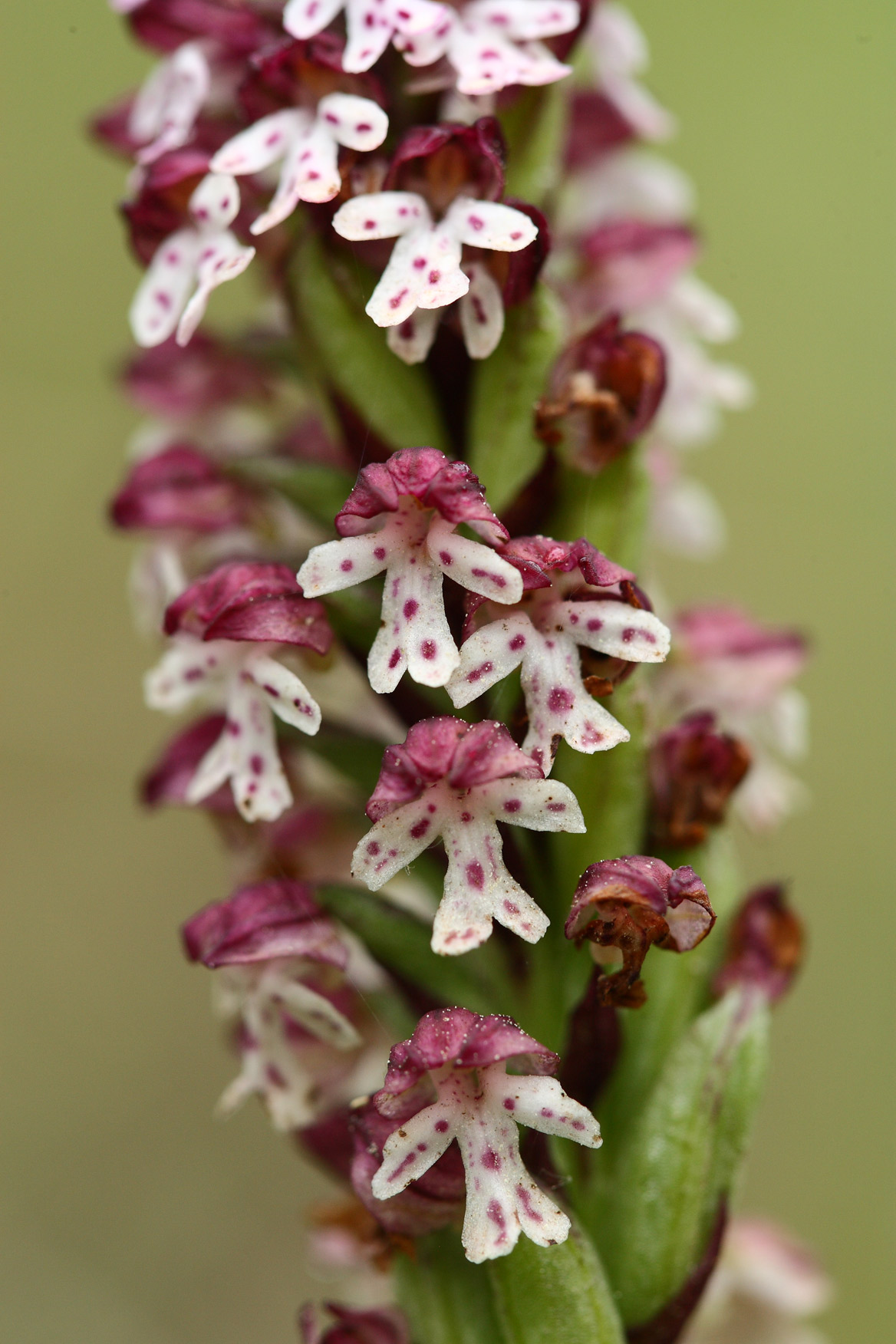 Orchis-ustulata_p