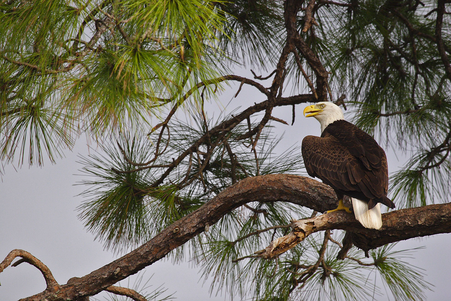 aguila_calva