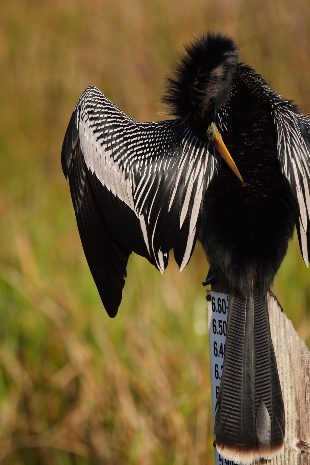 anhinga4