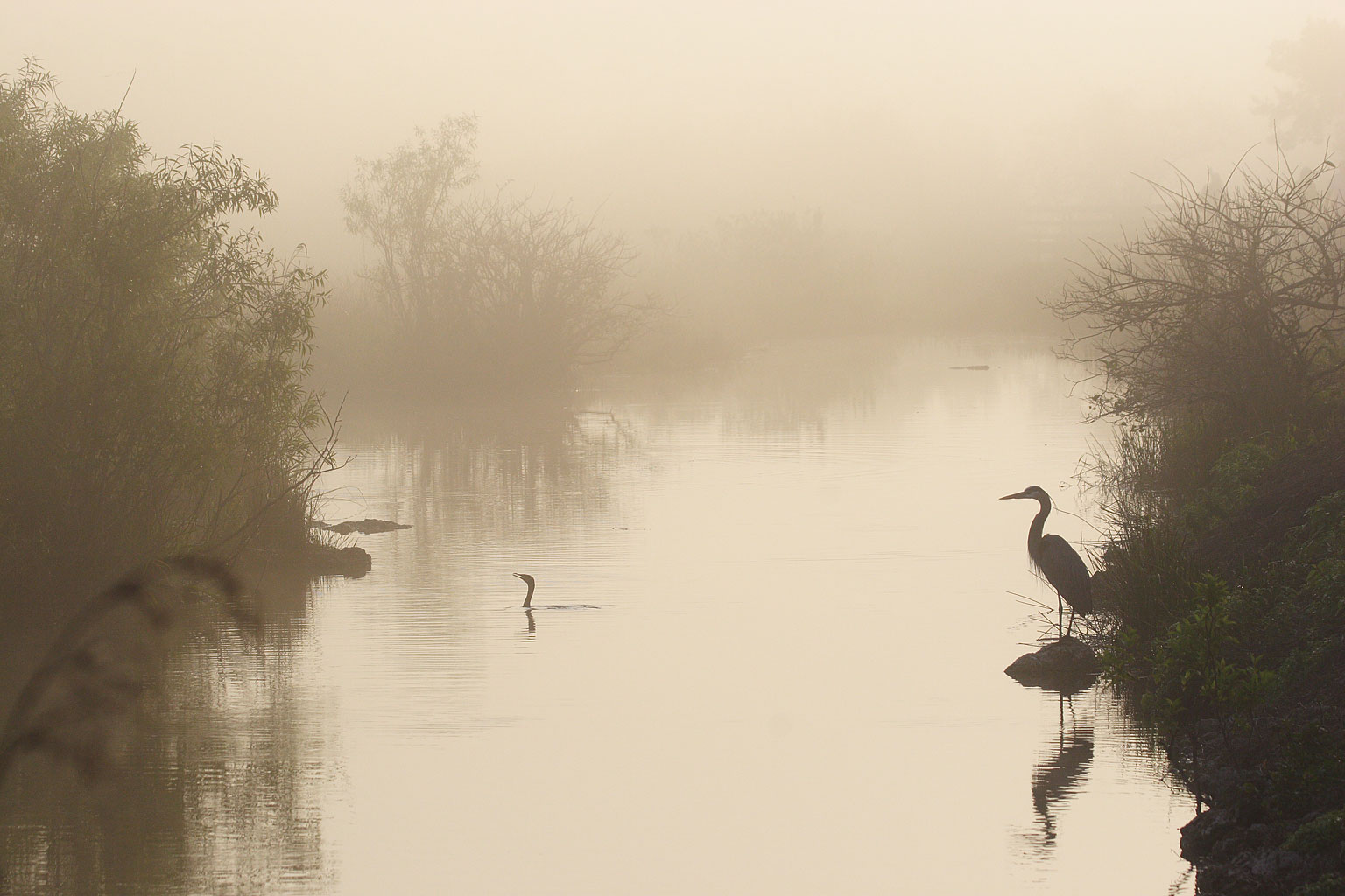 anhinga_trail3