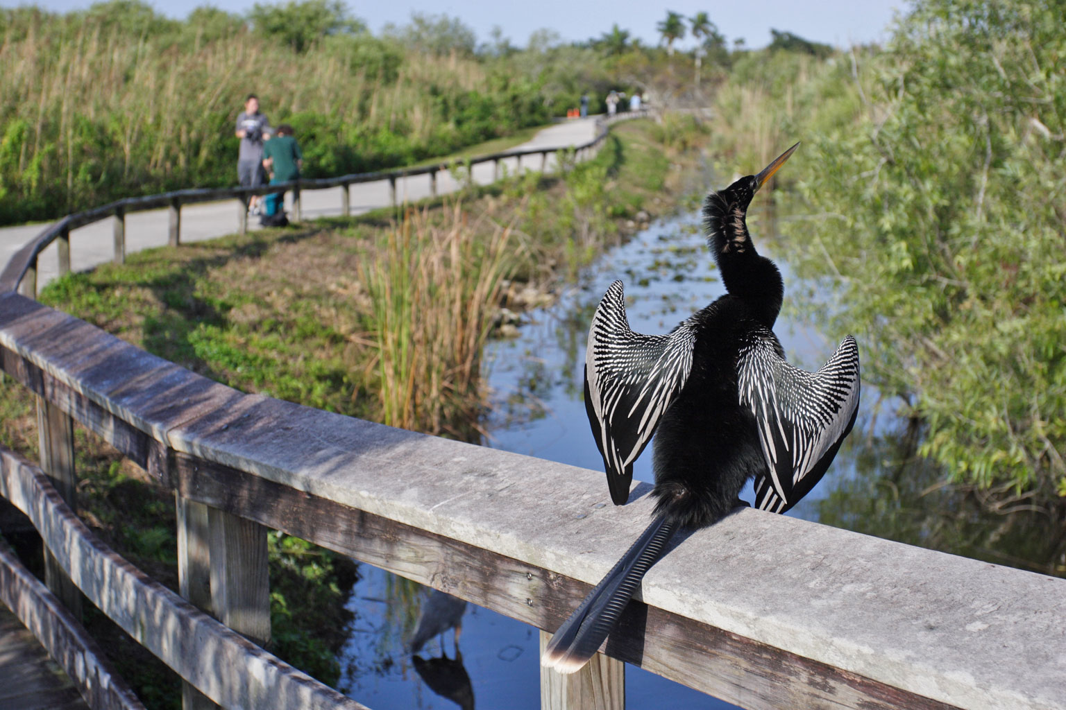 anhinga_trail5