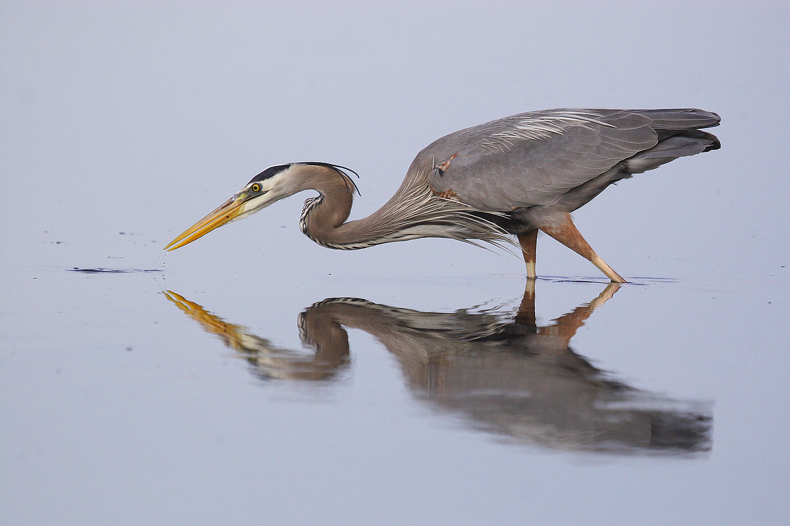 ardea_herodias