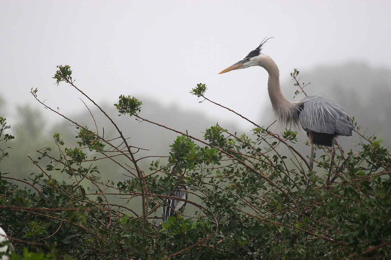 ardea_herodias3