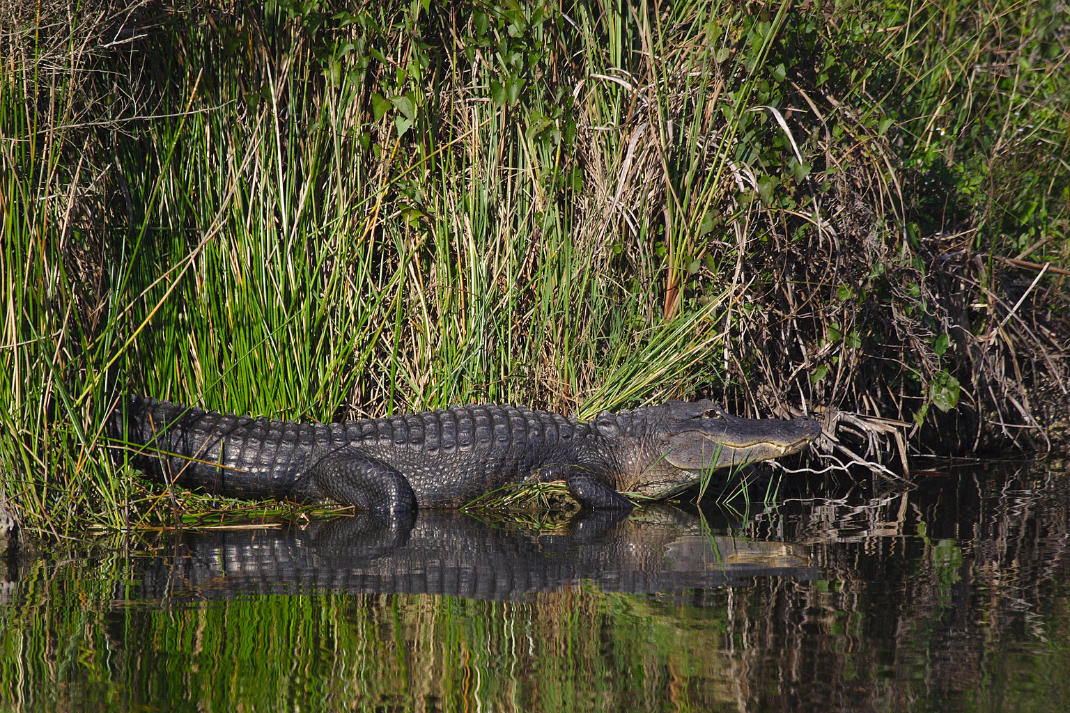 caiman