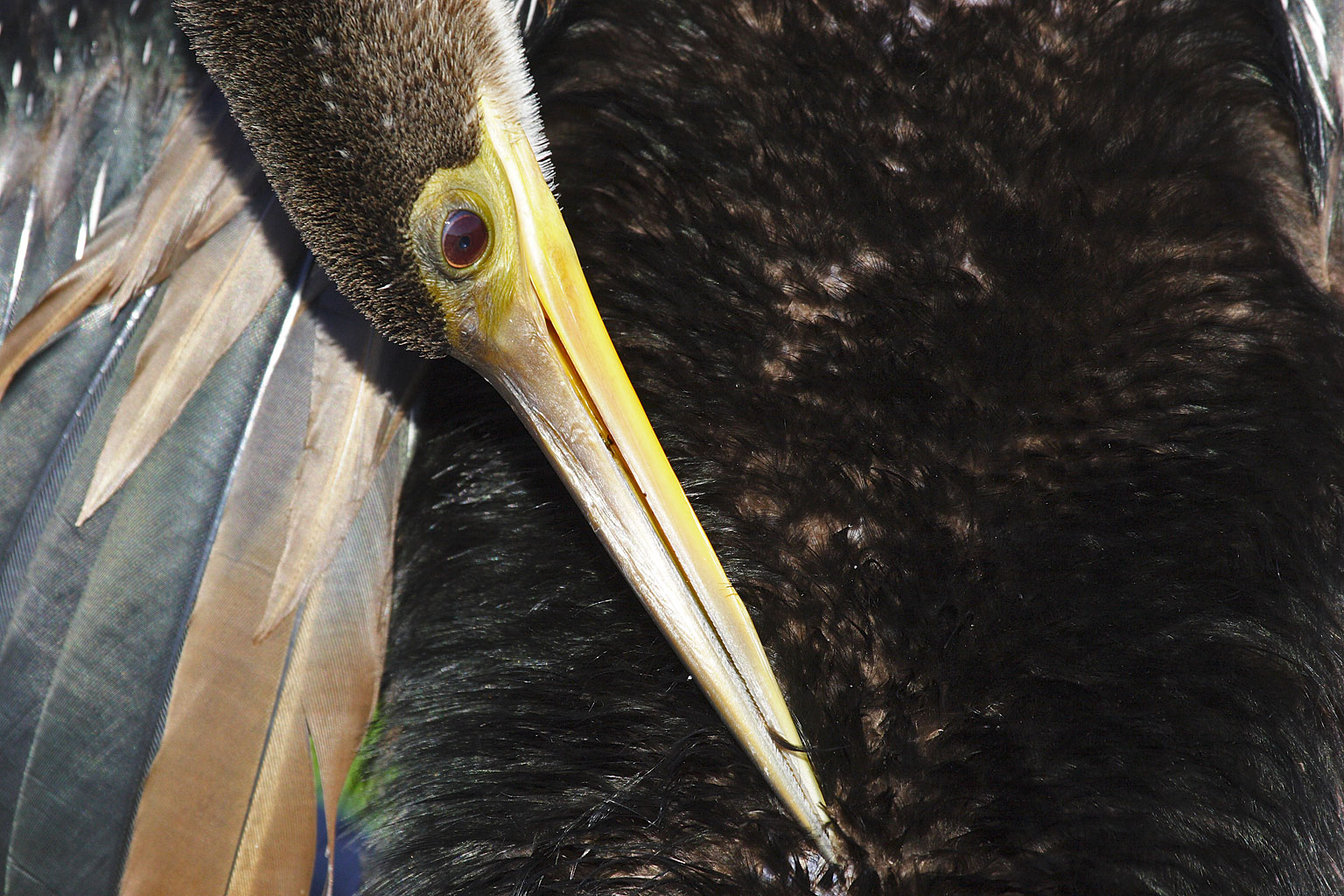 cap_anhinga