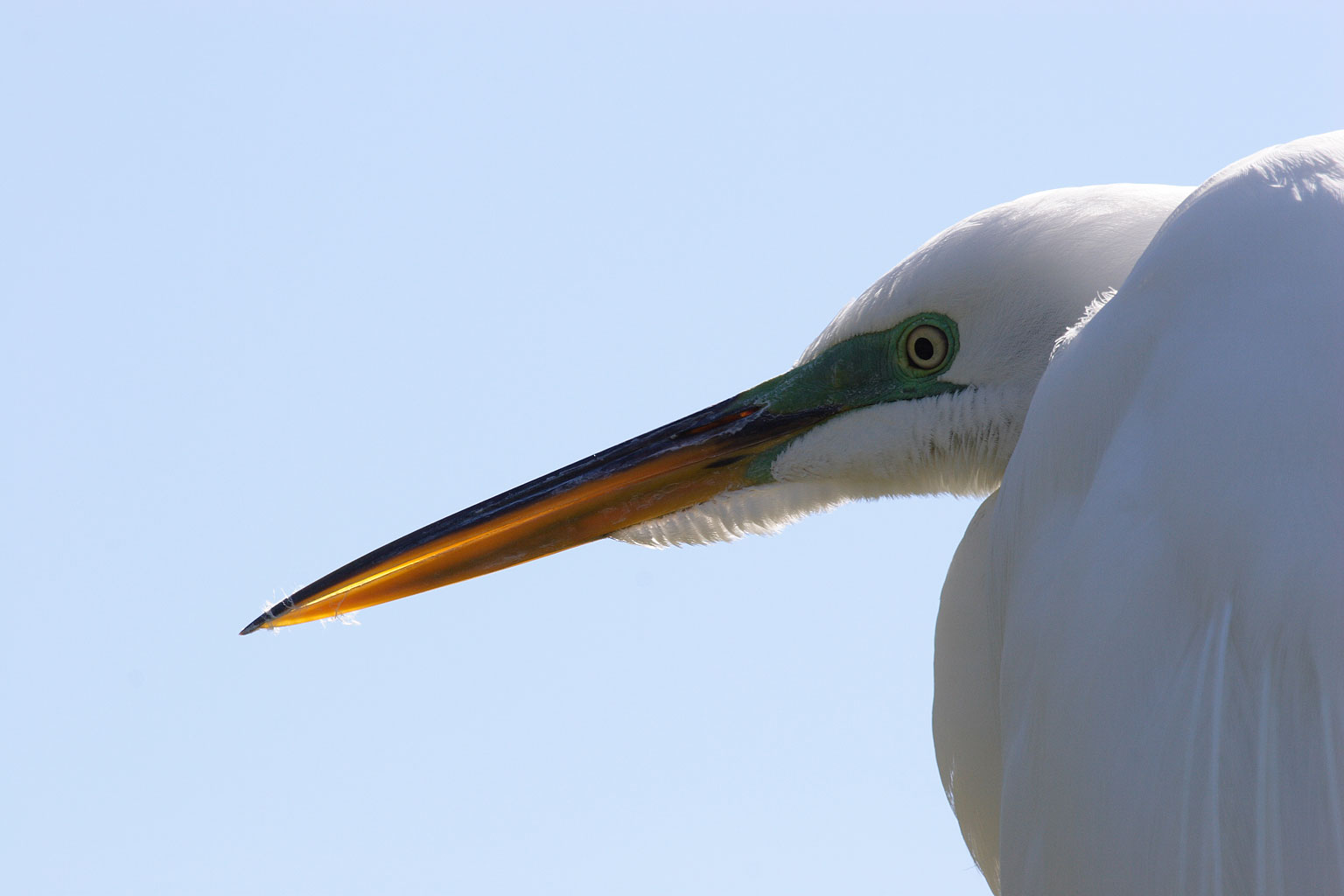 egretta_alba_10