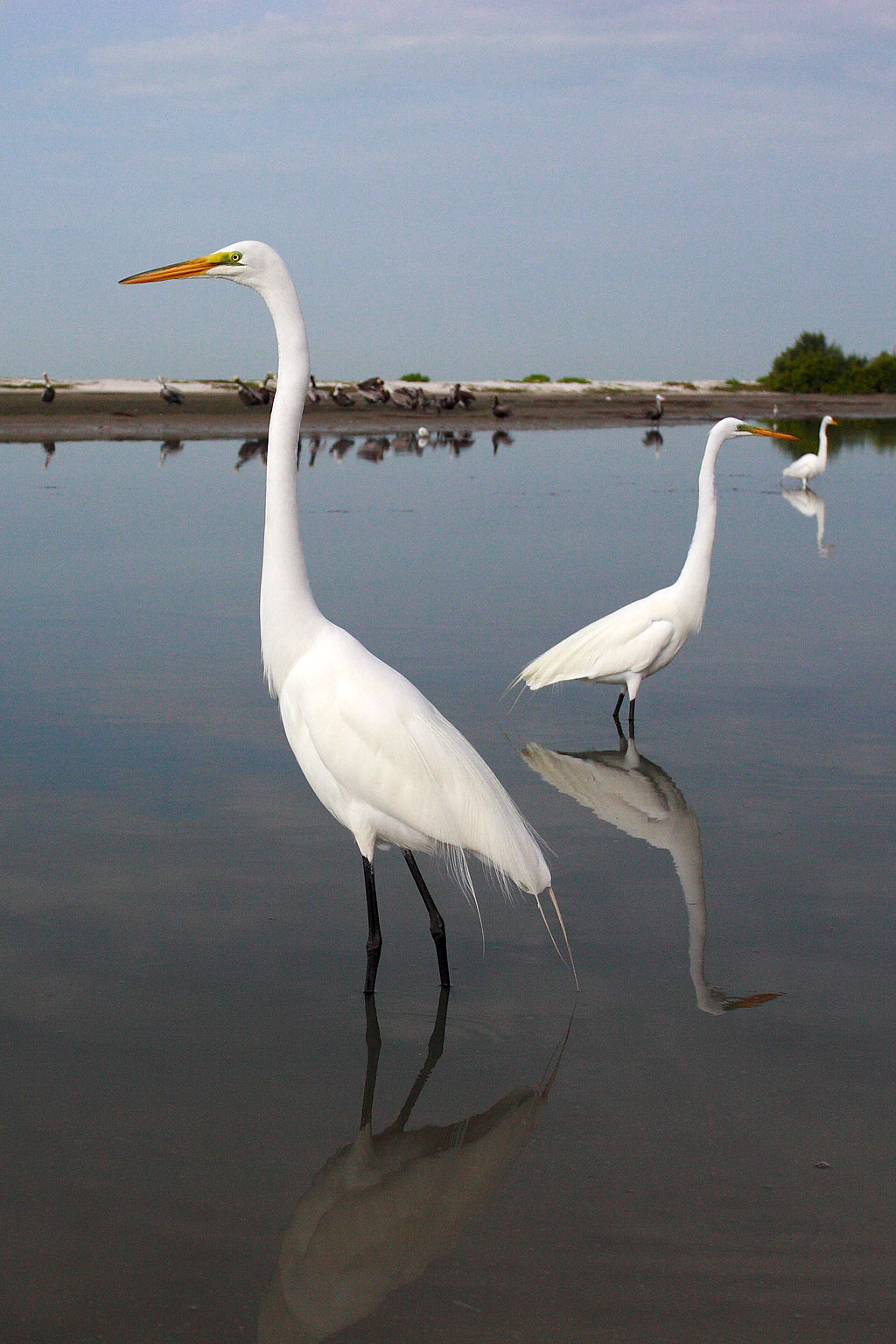 egretta_alba_2