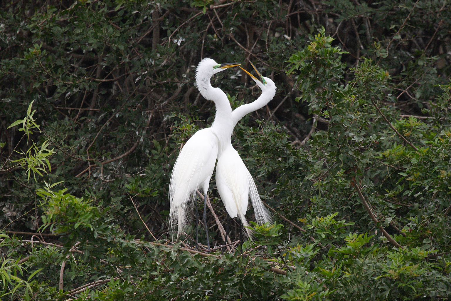 egretta_alba_3