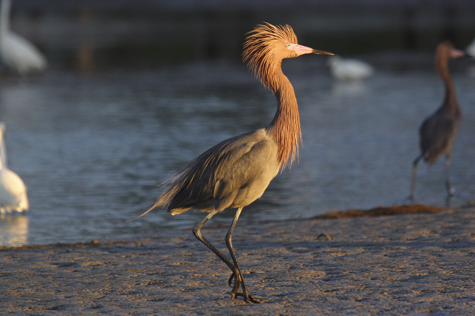 egretta_rufescens