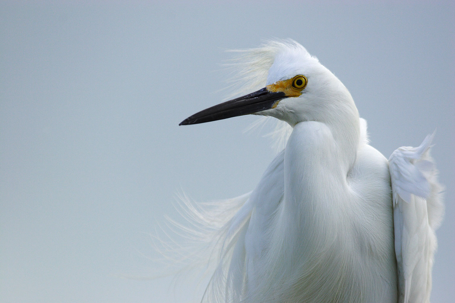 egretta_thula