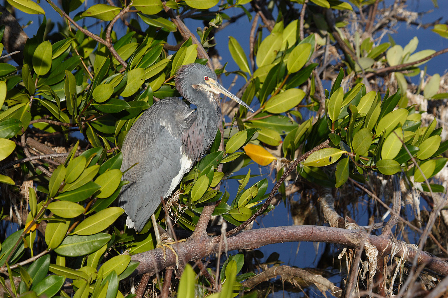 egretta_tricolor_2