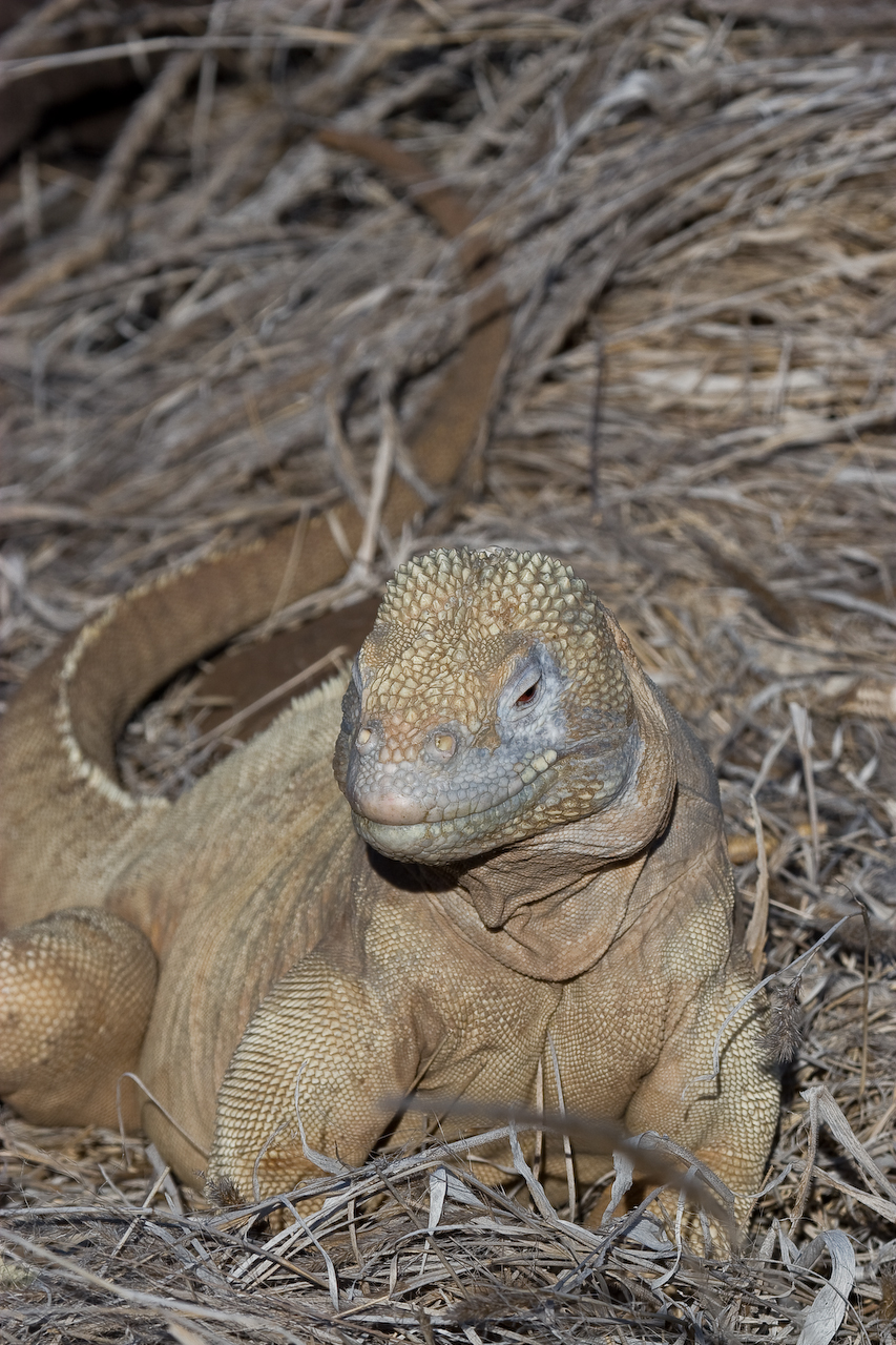 galapagos-191