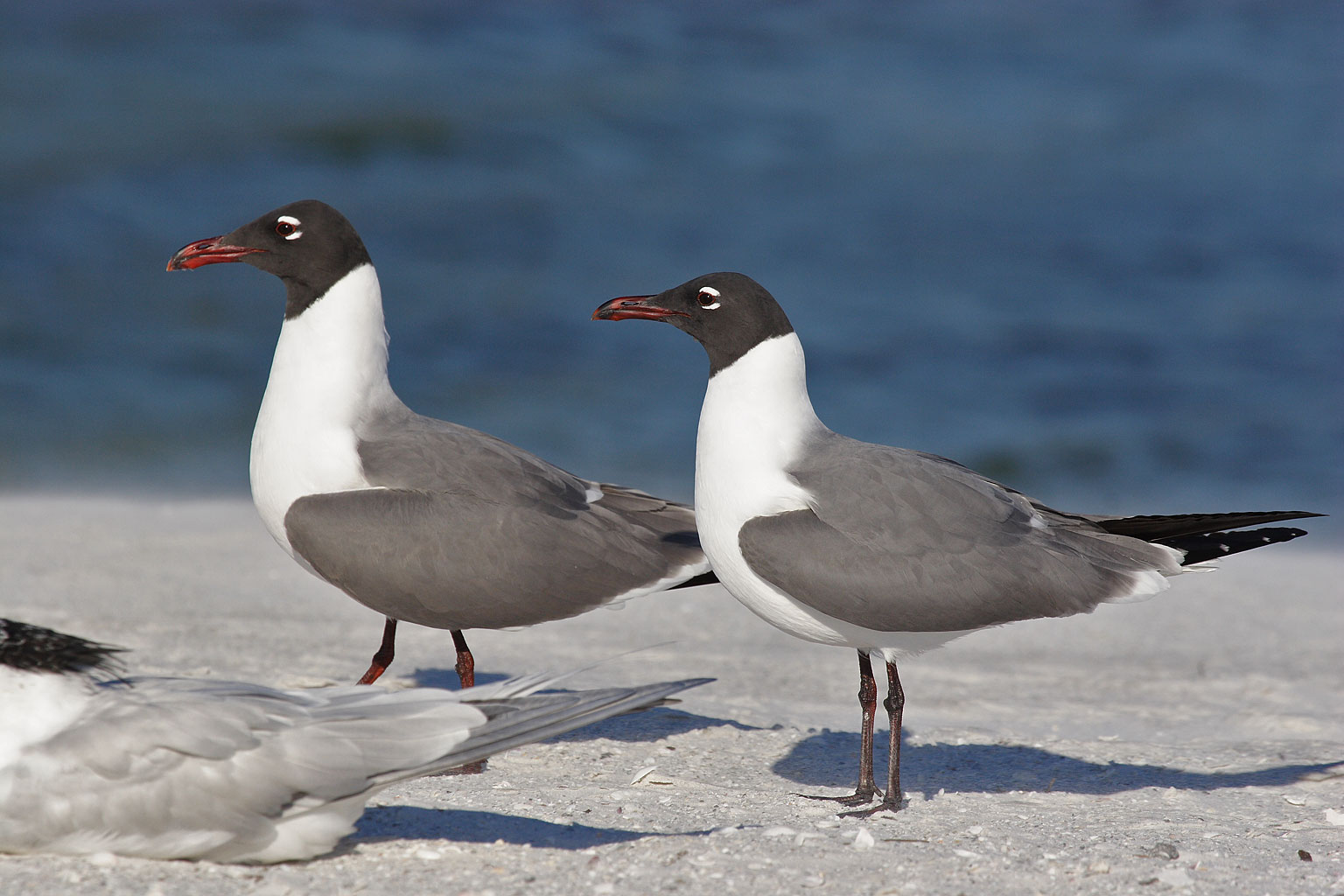 larus_atricilla2