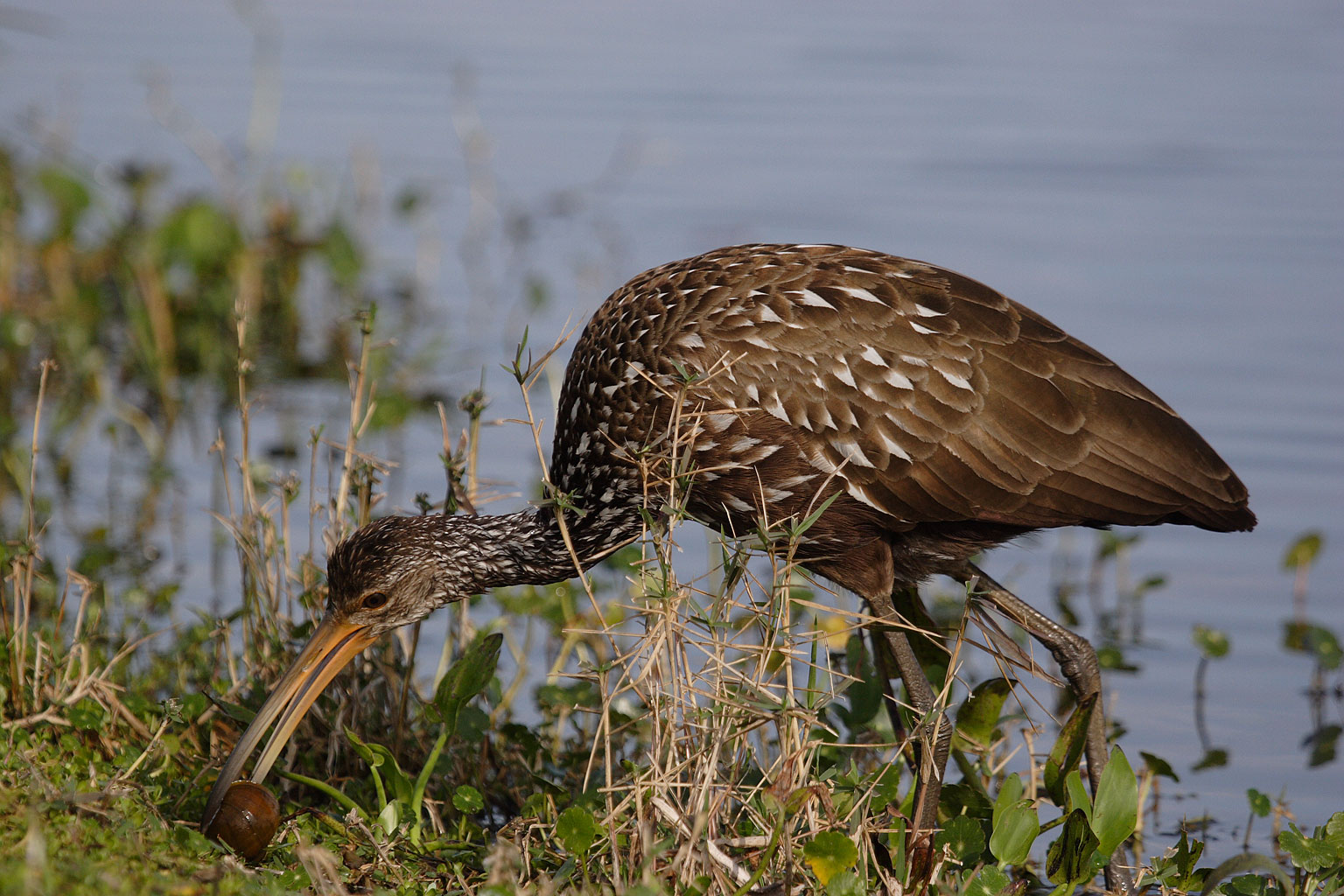 limpkin