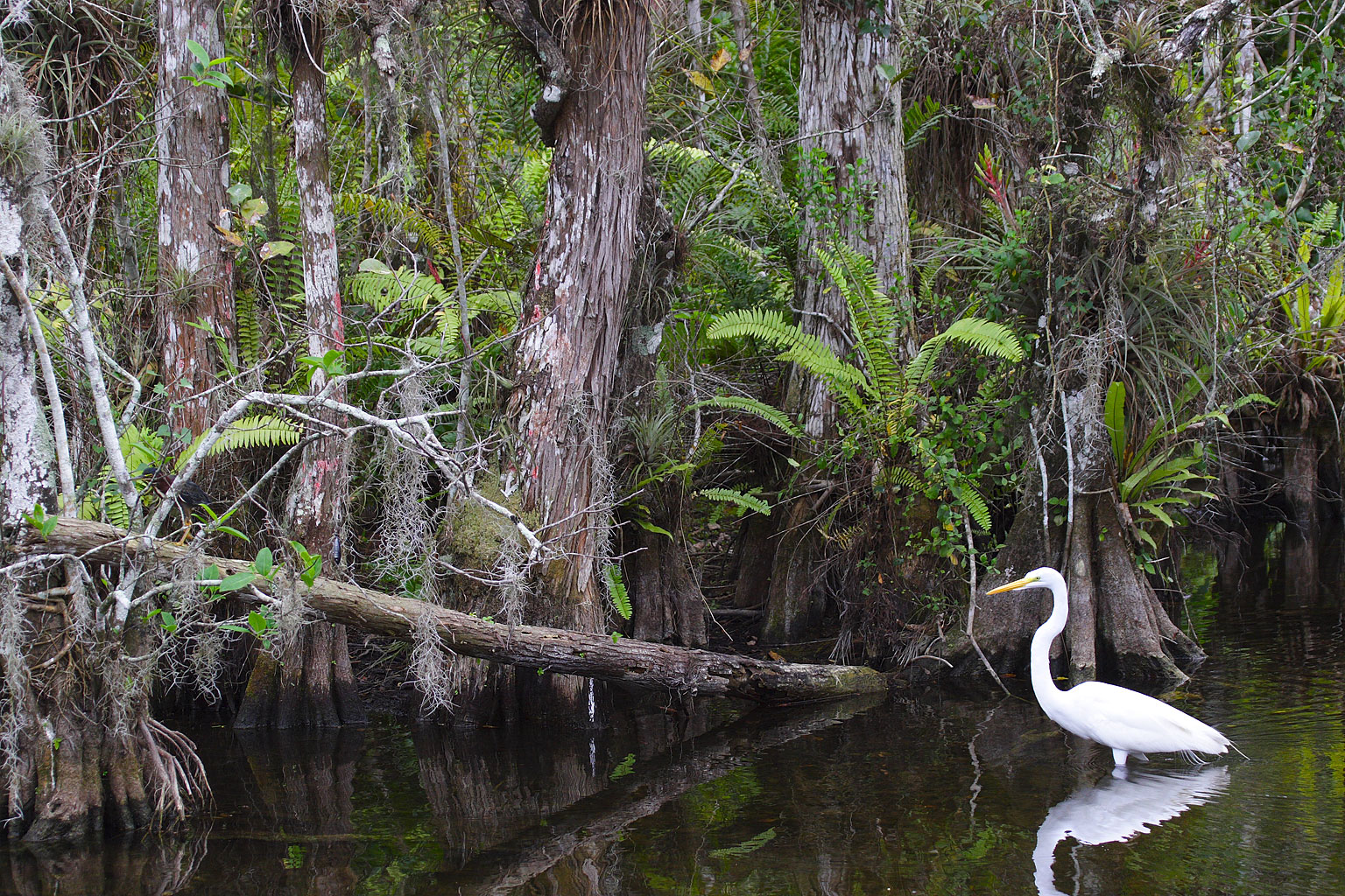 manglar