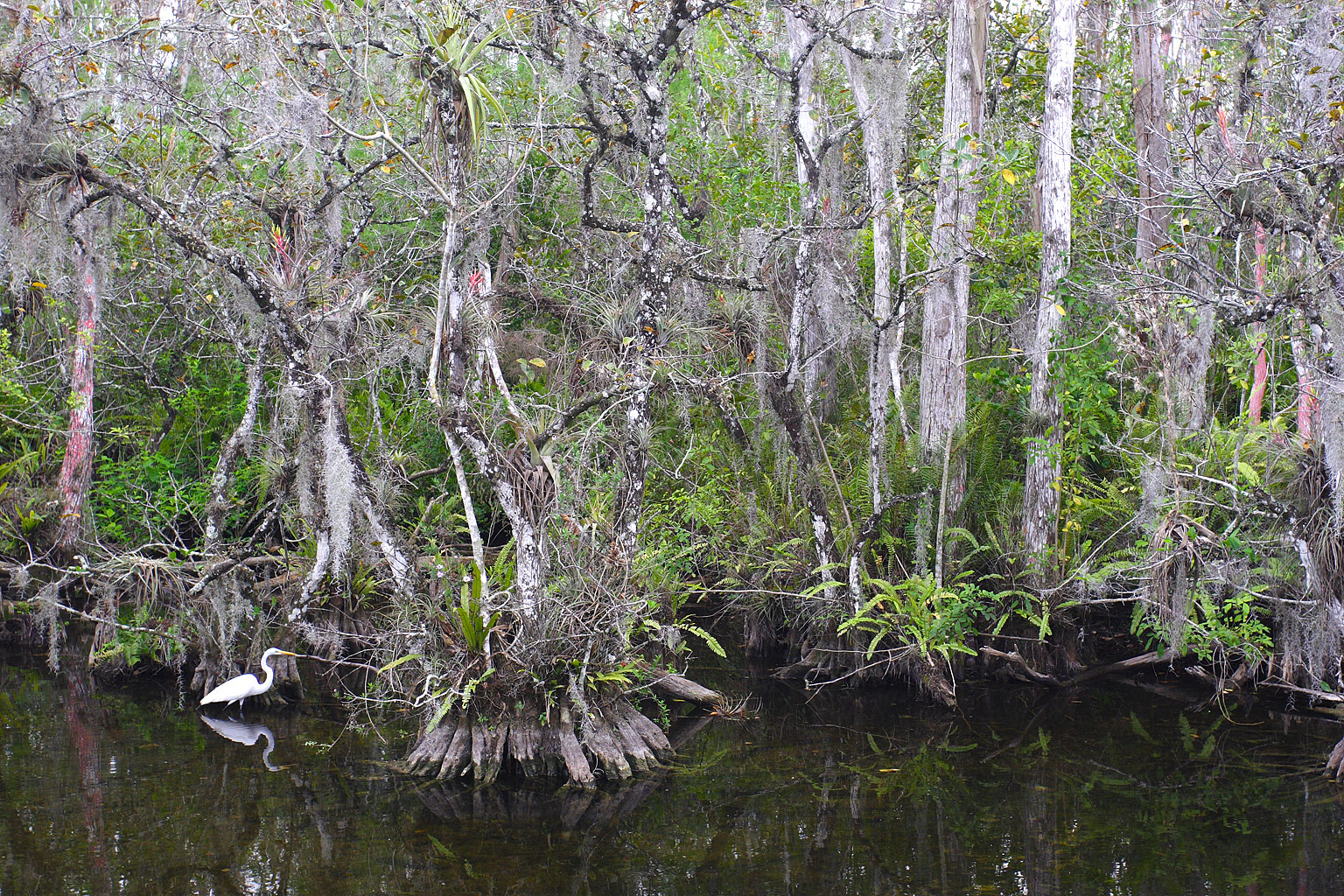 manglar2