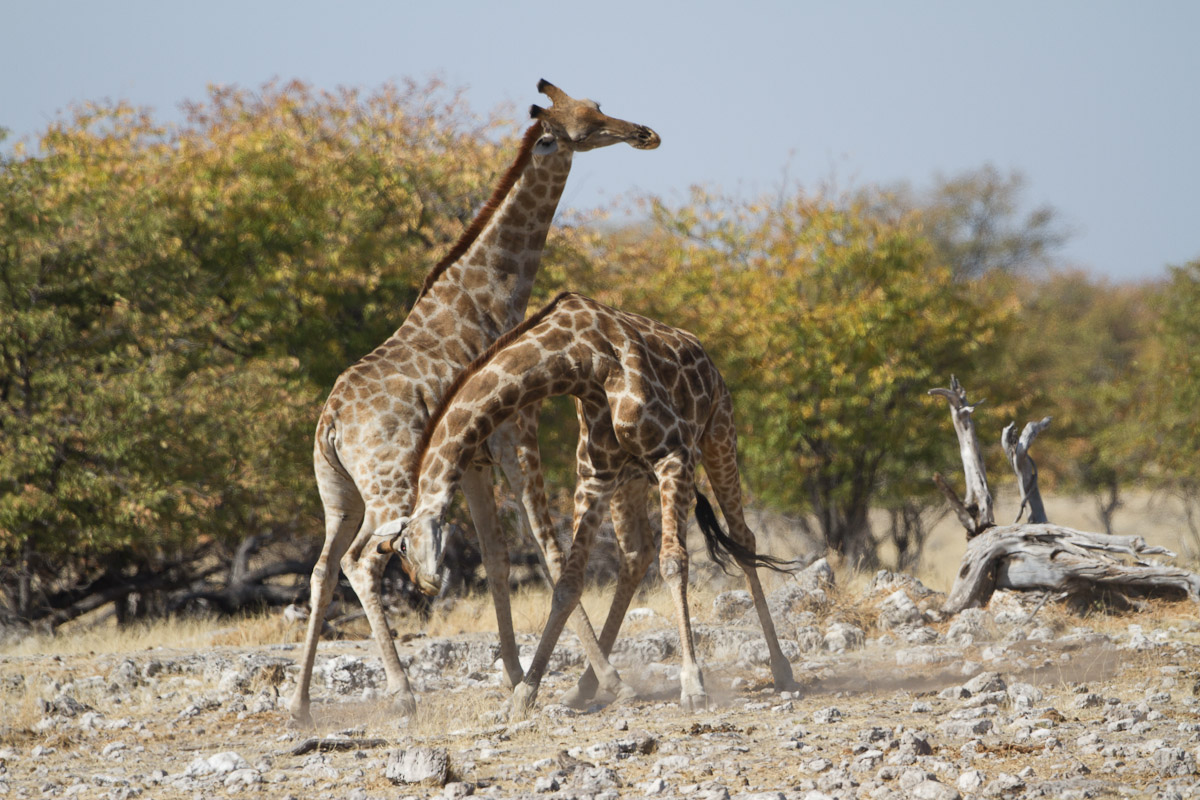 namibia-121