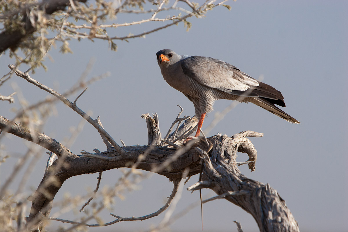 namibia-132