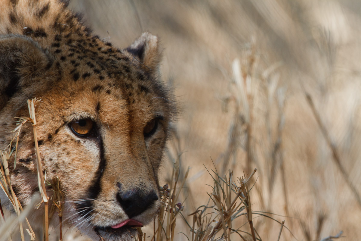 namibia-35