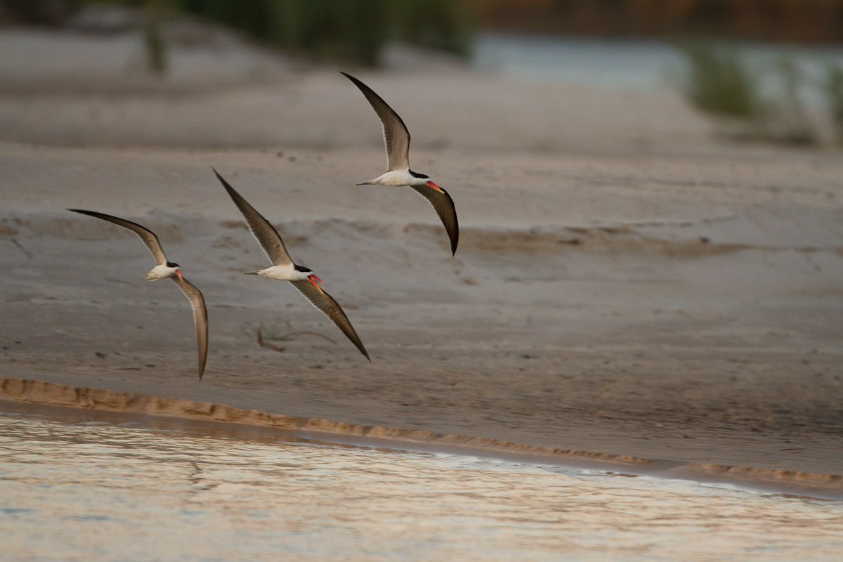 namibia-79