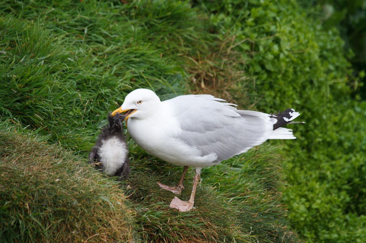 shetland-36