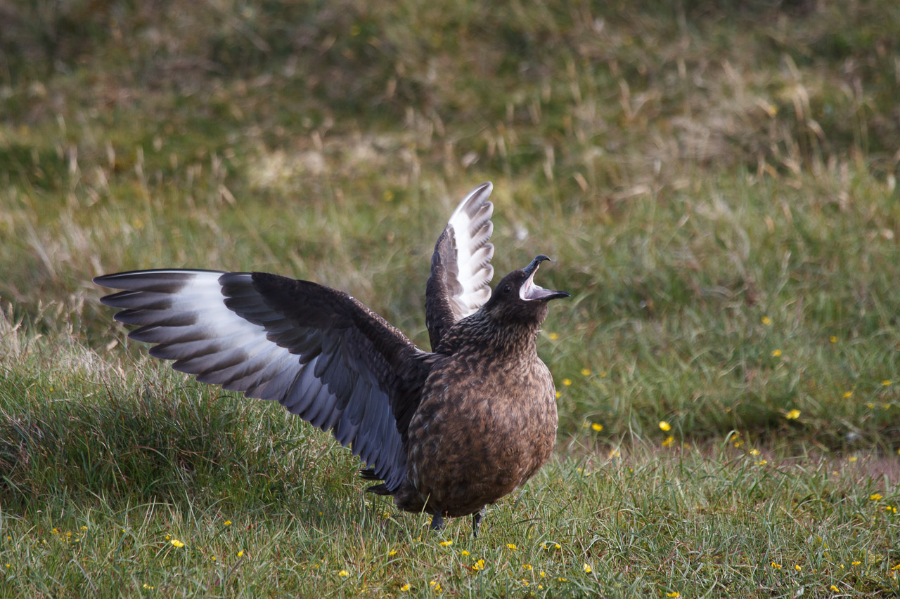 shetland-6