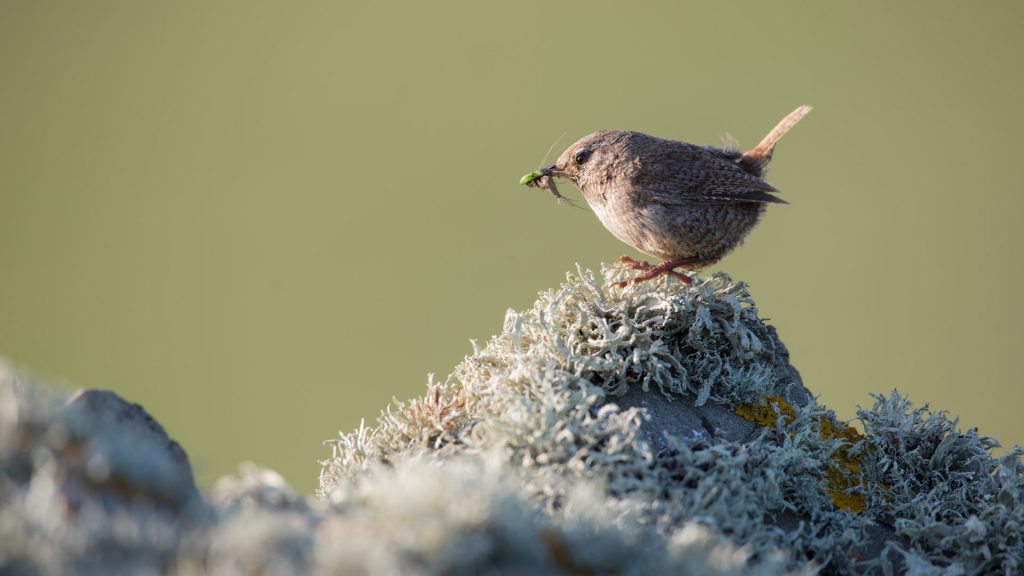 Cargolet, subespecie de les illes Shetland