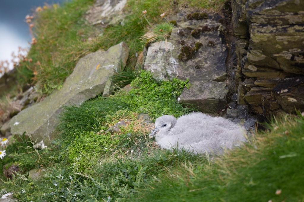 Poll de fulmar