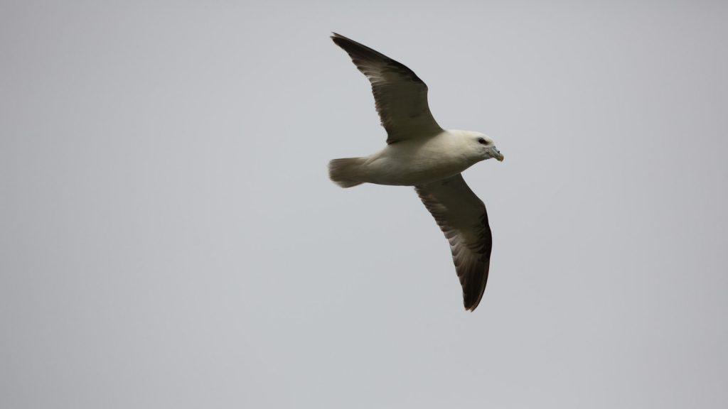 Fulmar