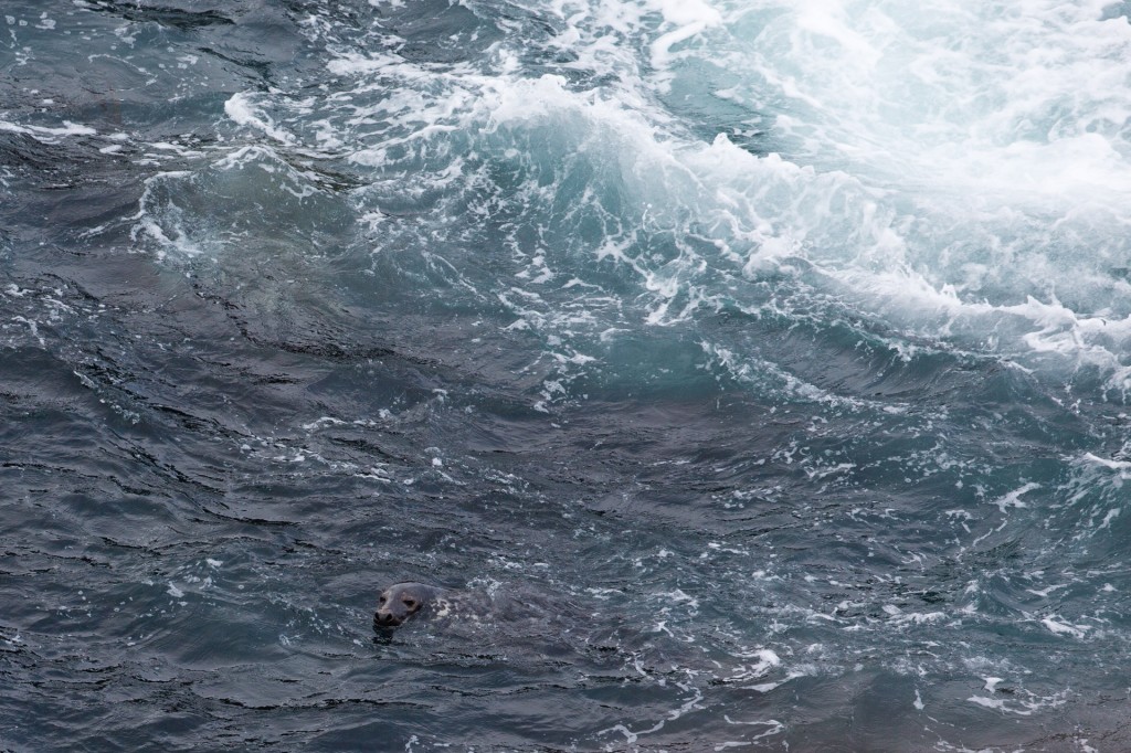 Foca grisa