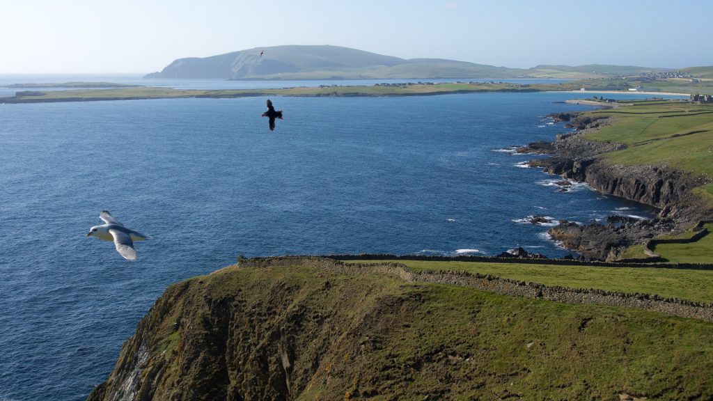 Vol d'ocells a Sumburgh Head