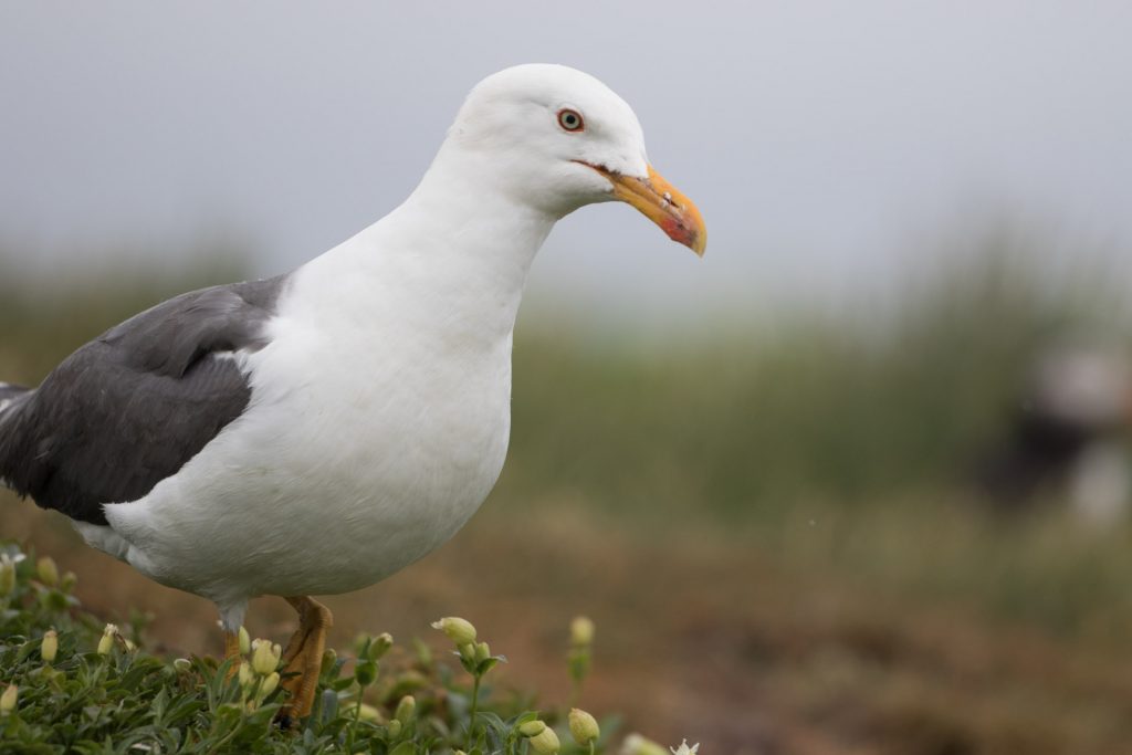 farne-island-10