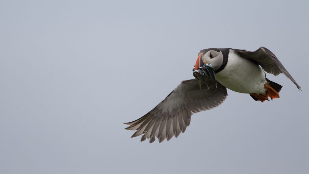 farne-island-11