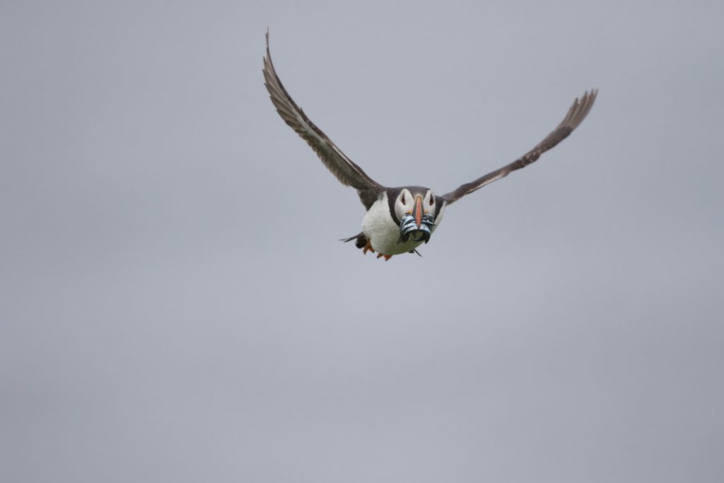 farne-island-12