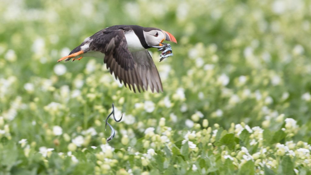 farne-island-14