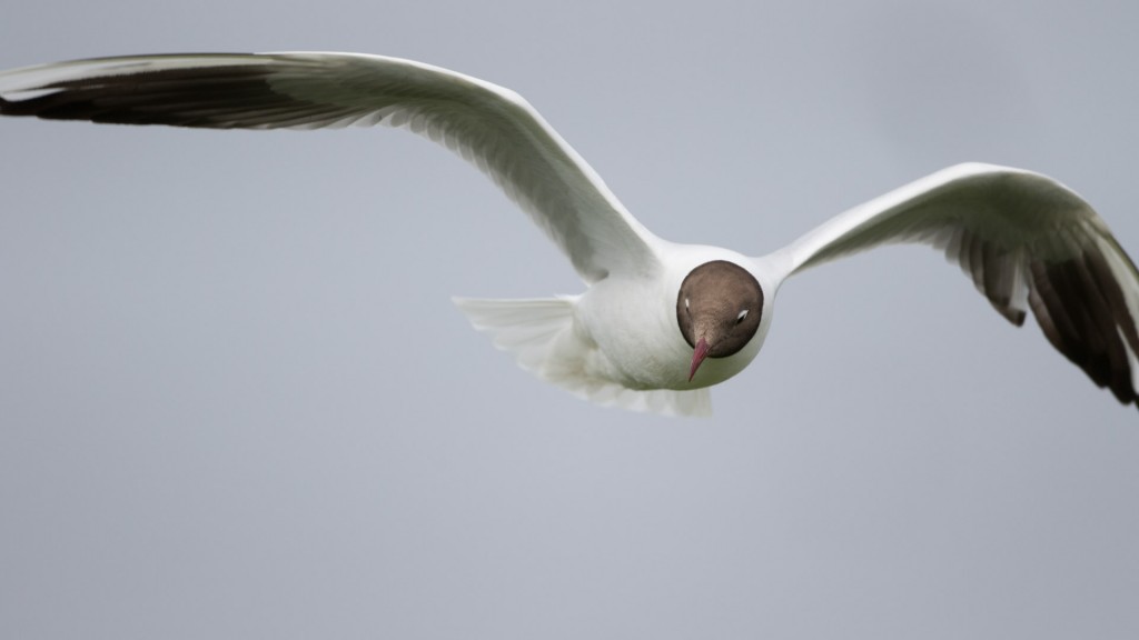 farne-island-15