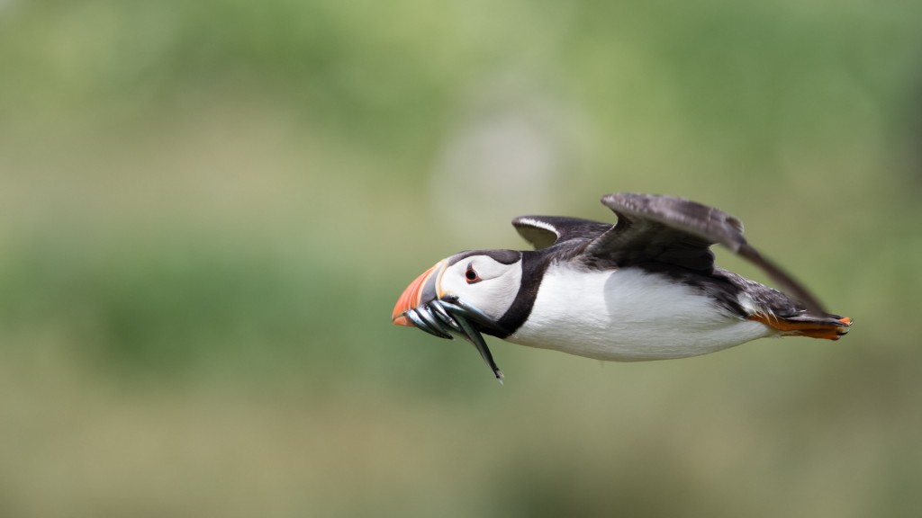 farne-island-17