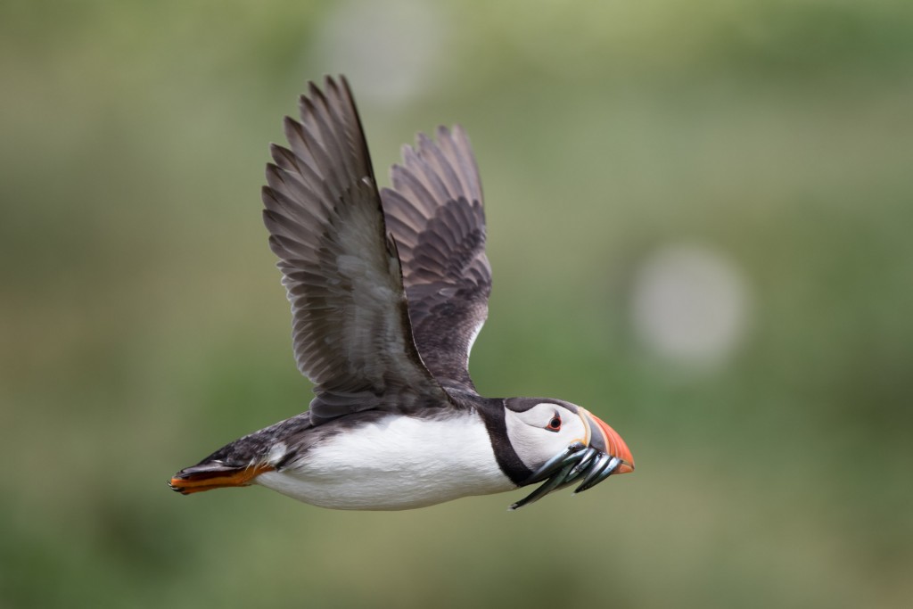 farne-island-18