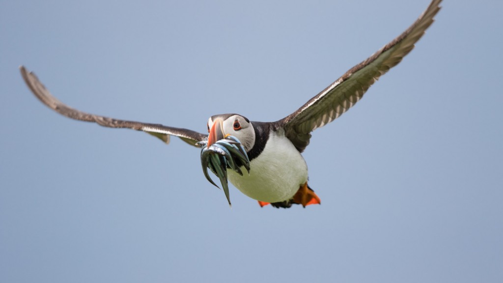 farne-island-19