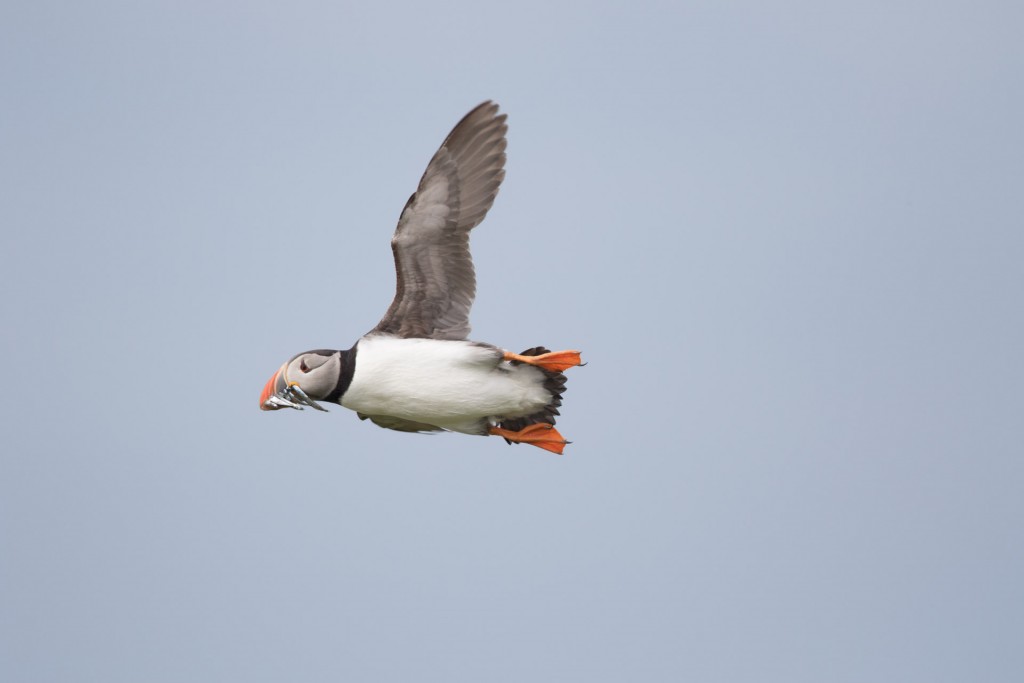 farne-island-20