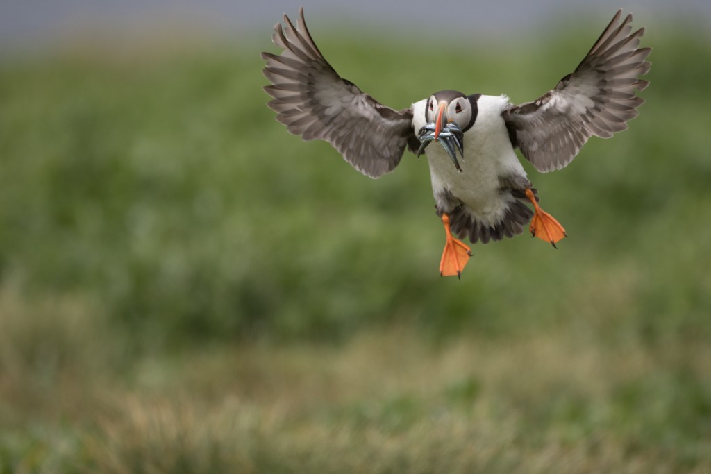 farne-island-21