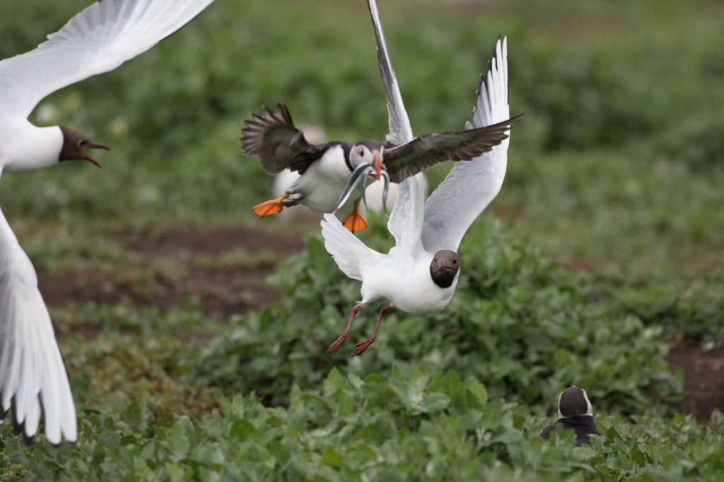 farne-island-22