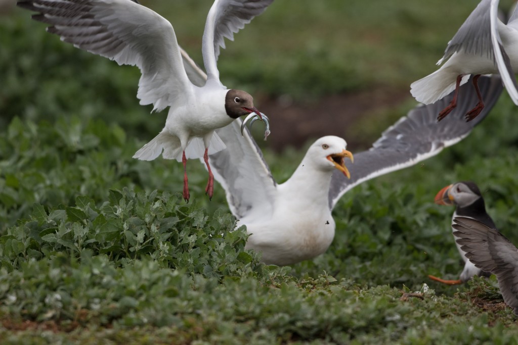 farne-island-23