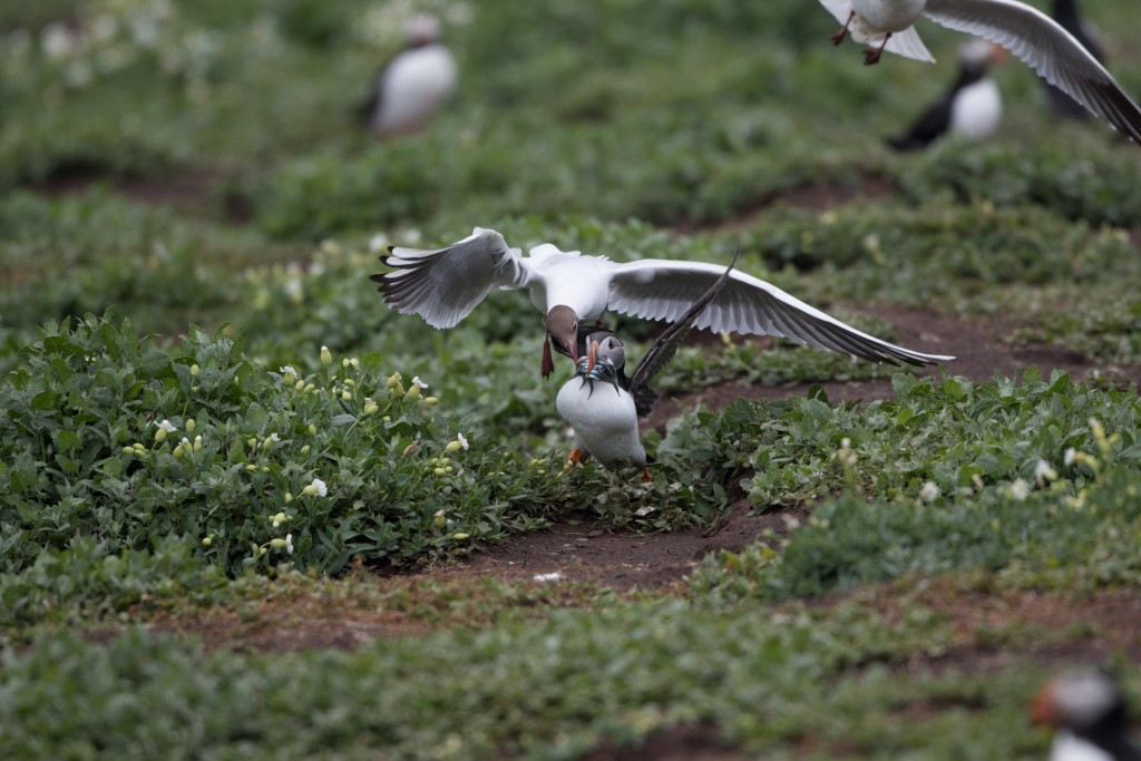 farne-island-24