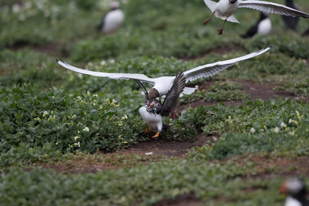 farne-island-25