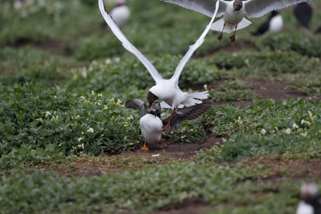 farne-island-26