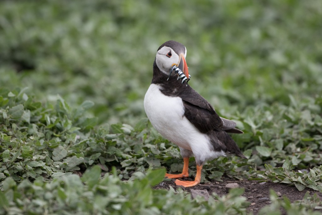 farne-island-29