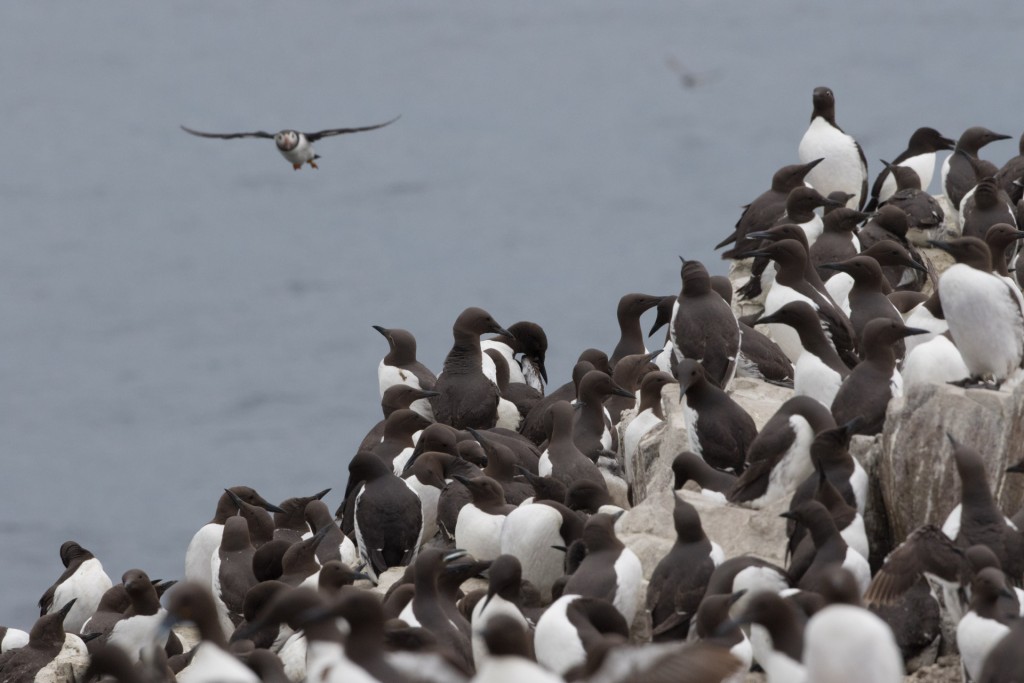 farne-island-30